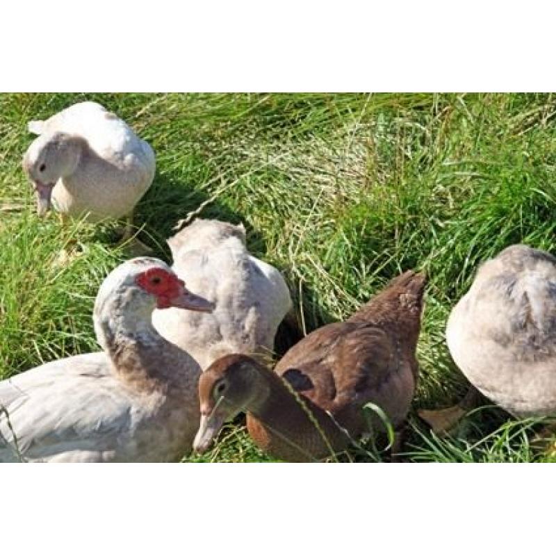 2016 hatched Muscovy ducks and drakes