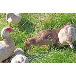 2016 hatched Muscovy ducks and drakes