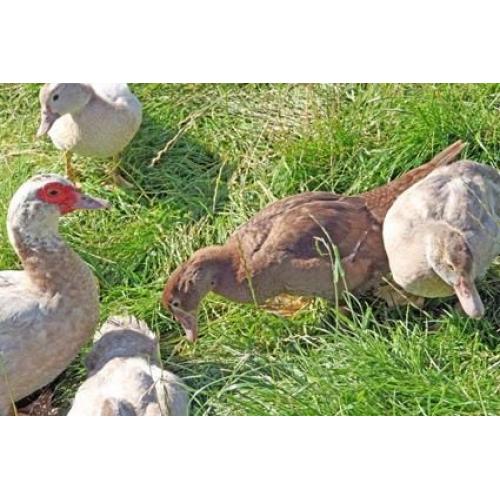 2016 hatched Muscovy ducks and drakes