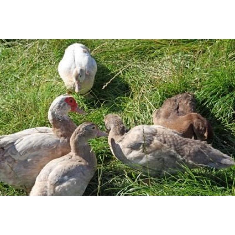 2016 hatched Muscovy ducks and drakes