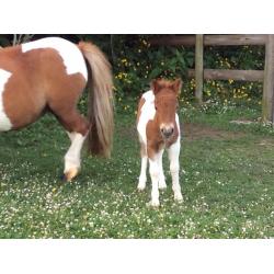 Beautiful Shetland miniature Colt