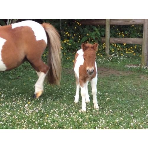 Beautiful Shetland miniature Colt