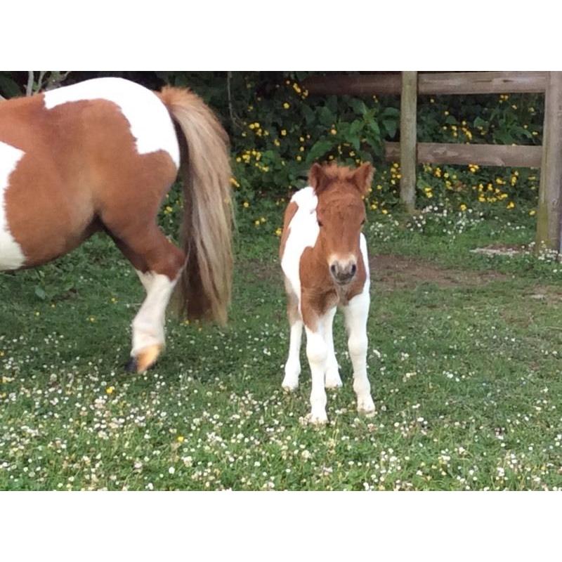 Beautiful Shetland miniature Colt