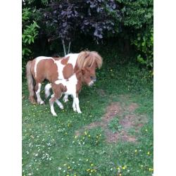 Beautiful Shetland miniature Colt