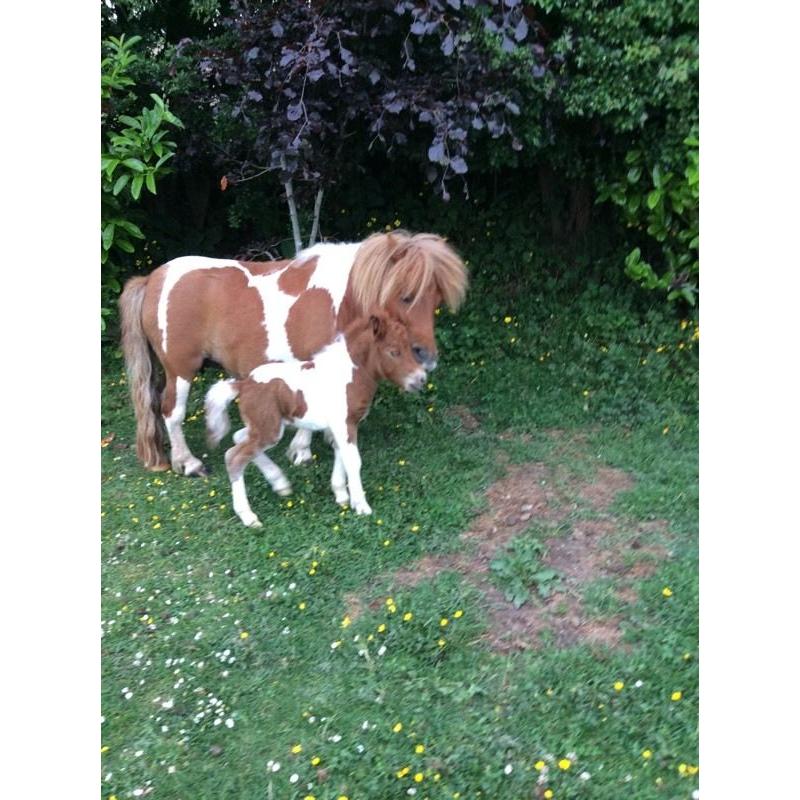 Beautiful Shetland miniature Colt