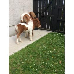 Beautiful Shetland miniature Colt