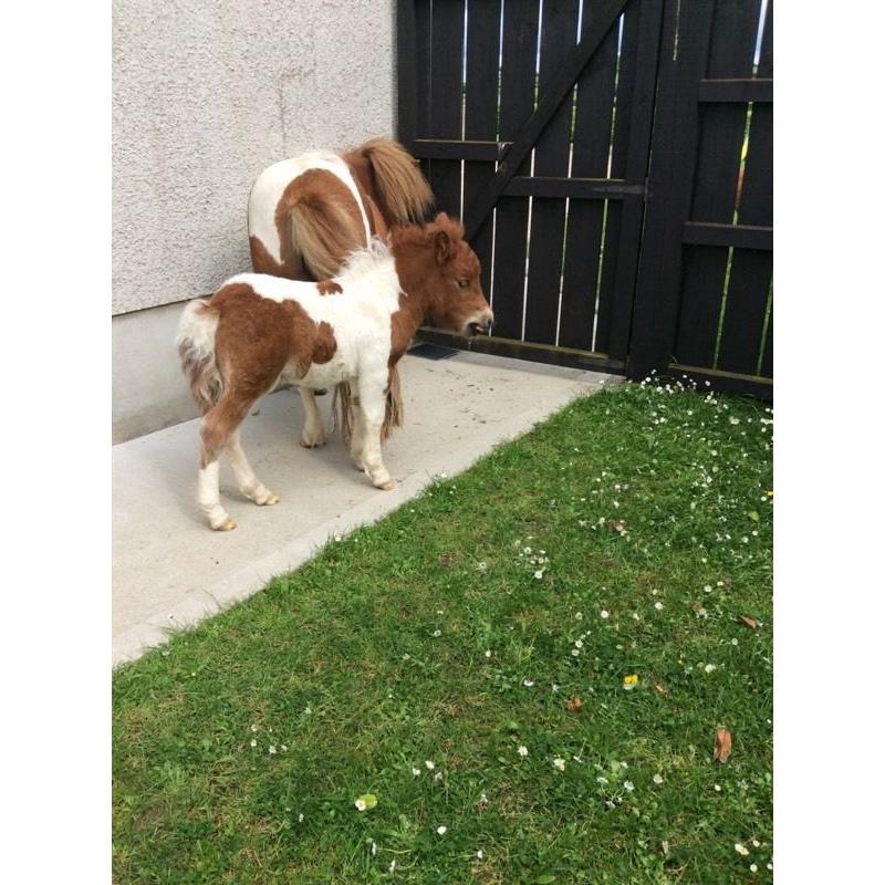 Beautiful Shetland miniature Colt