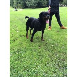 kc reg female Rottweiler