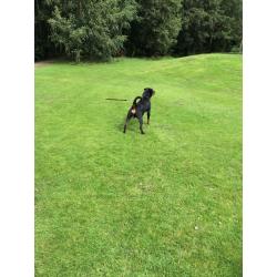 kc reg female Rottweiler