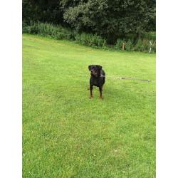 kc reg female Rottweiler