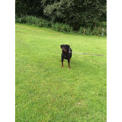 kc reg female Rottweiler