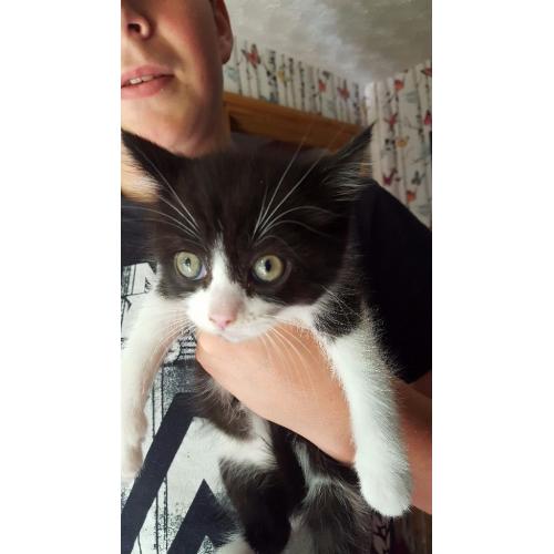 Calico and black white kittens
