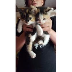 Calico and black white kittens