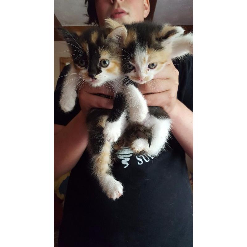 Calico and black white kittens