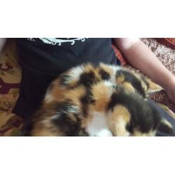 Calico and black white kittens