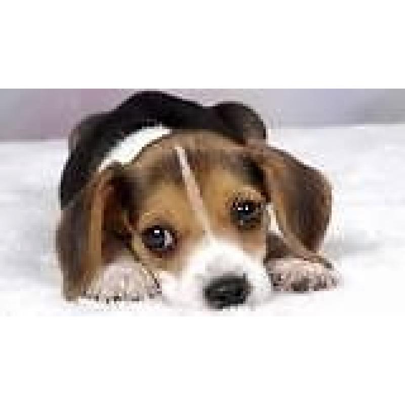 Dog sitting free