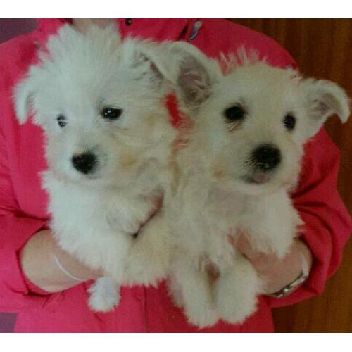 West Highland white terrier puppies