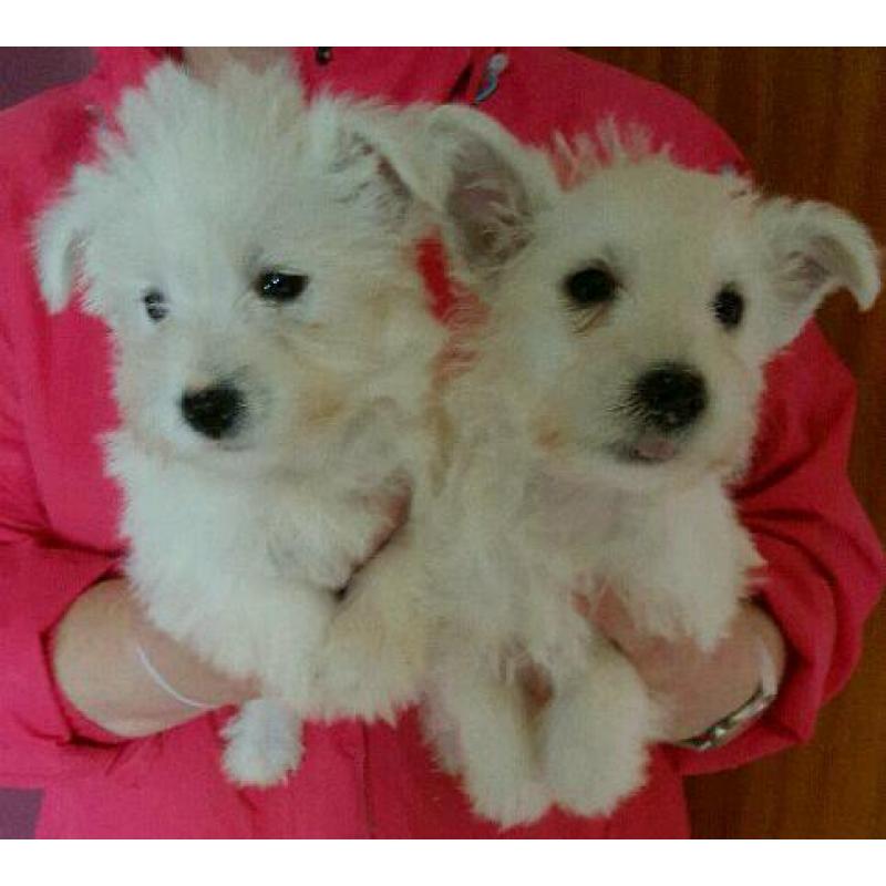 West Highland white terrier puppies