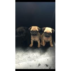 Kc registered pug puppies 1 black female 1 fawn male..ready to go to there new homes now.
