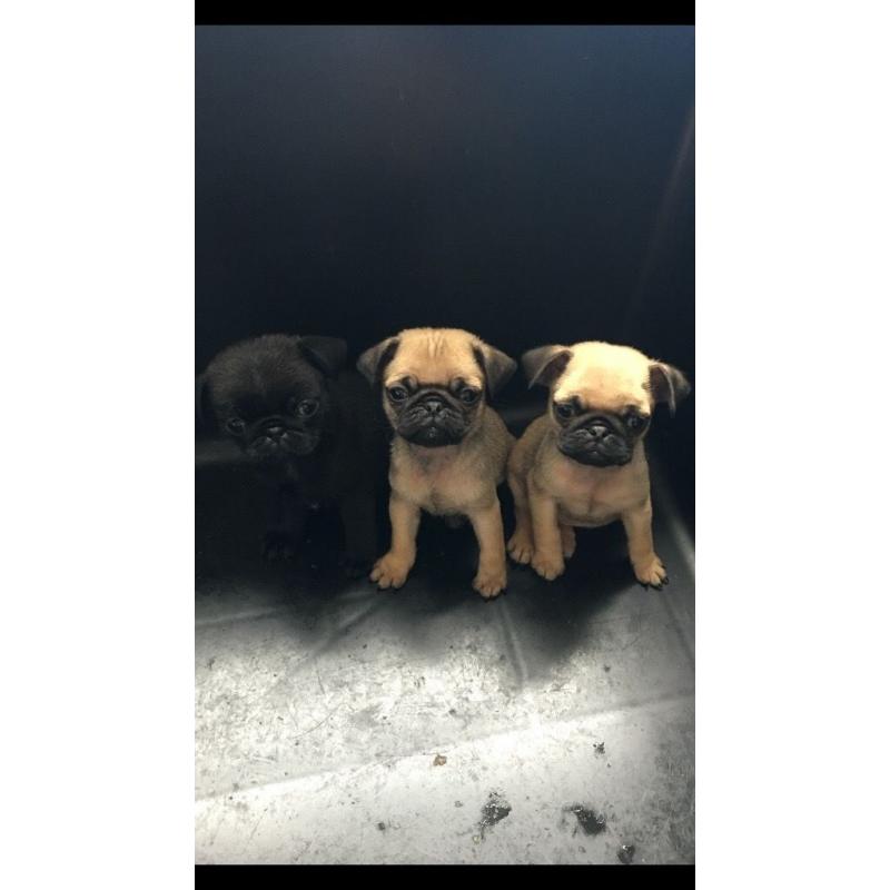 Kc registered pug puppies 1 black female 1 fawn male..ready to go to there new homes now.