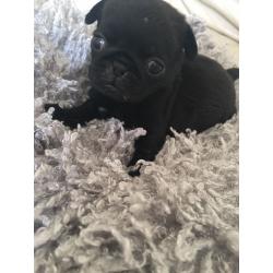Kc registered pug puppies 1 black female 1 fawn male..ready to go to there new homes now.