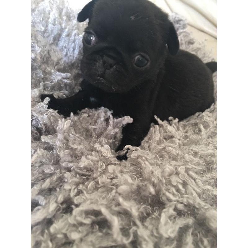Kc registered pug puppies 1 black female 1 fawn male..ready to go to there new homes now.