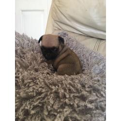 Kc registered pug puppies 1 black female 1 fawn male..ready to go to there new homes now.