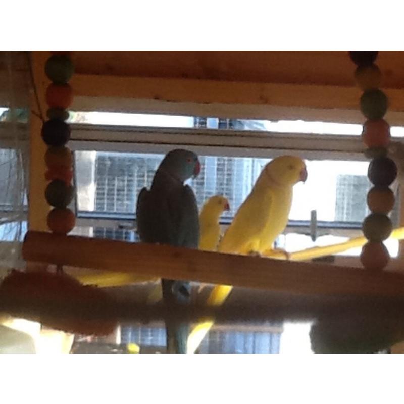 Indian ring necks