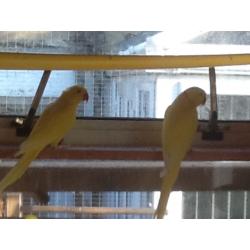 Indian ring necks