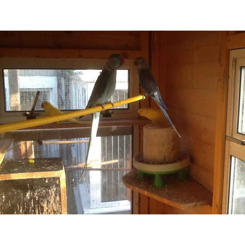 Indian ring necks