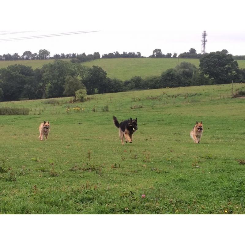 Dog Walker & Pet Services
