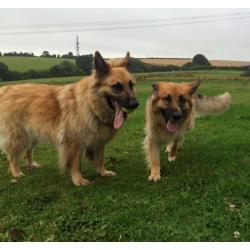Dog Walker & Pet Services