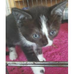 Bsh /burmese cross