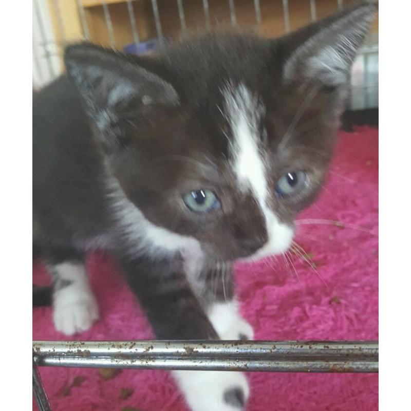 Bsh /burmese cross
