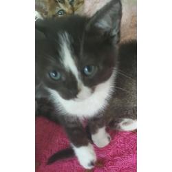 Bsh /burmese cross