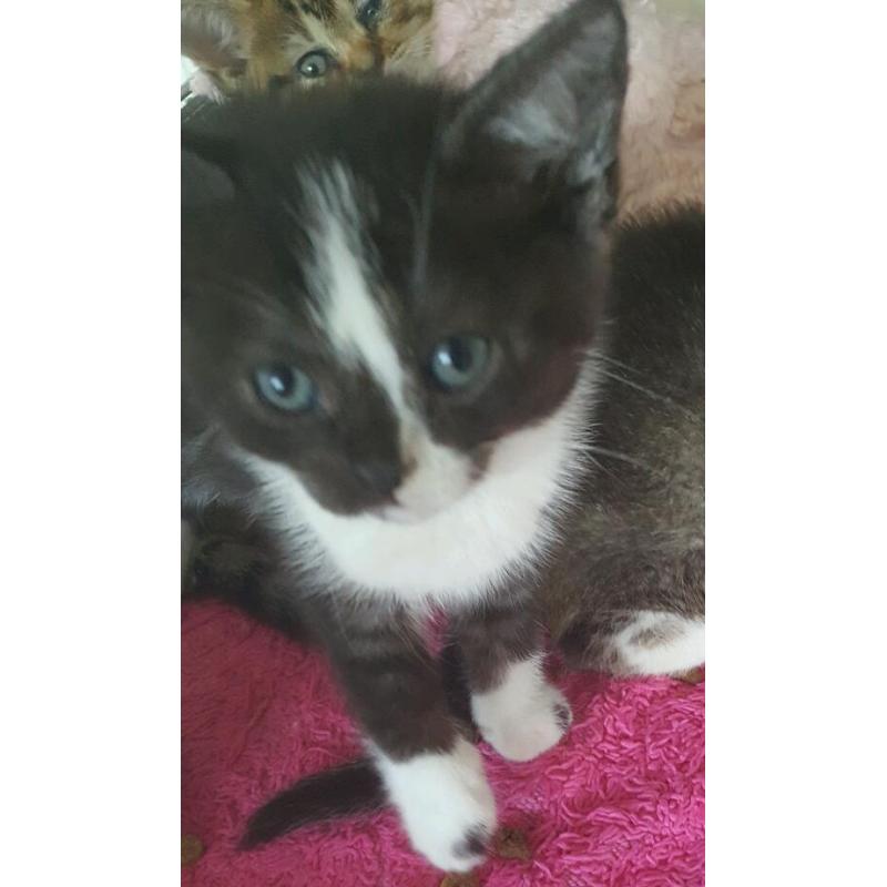 Bsh /burmese cross