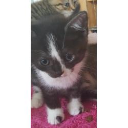 Bsh /burmese cross