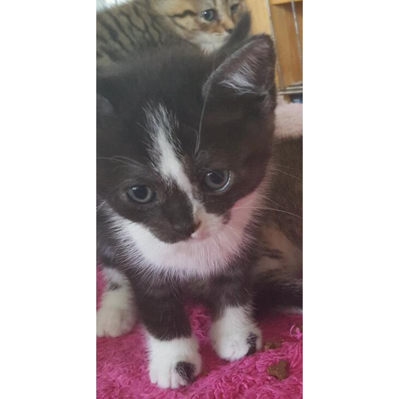 Bsh /burmese cross