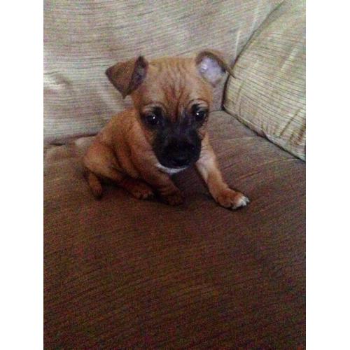 Chihuahua x jack Russell