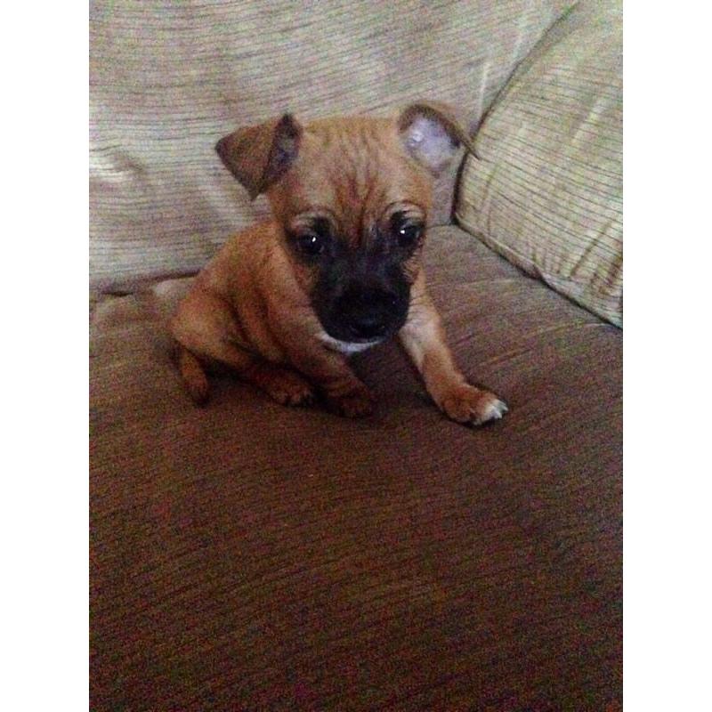 Chihuahua x jack Russell