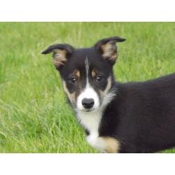 Black white and tan borer collies pups