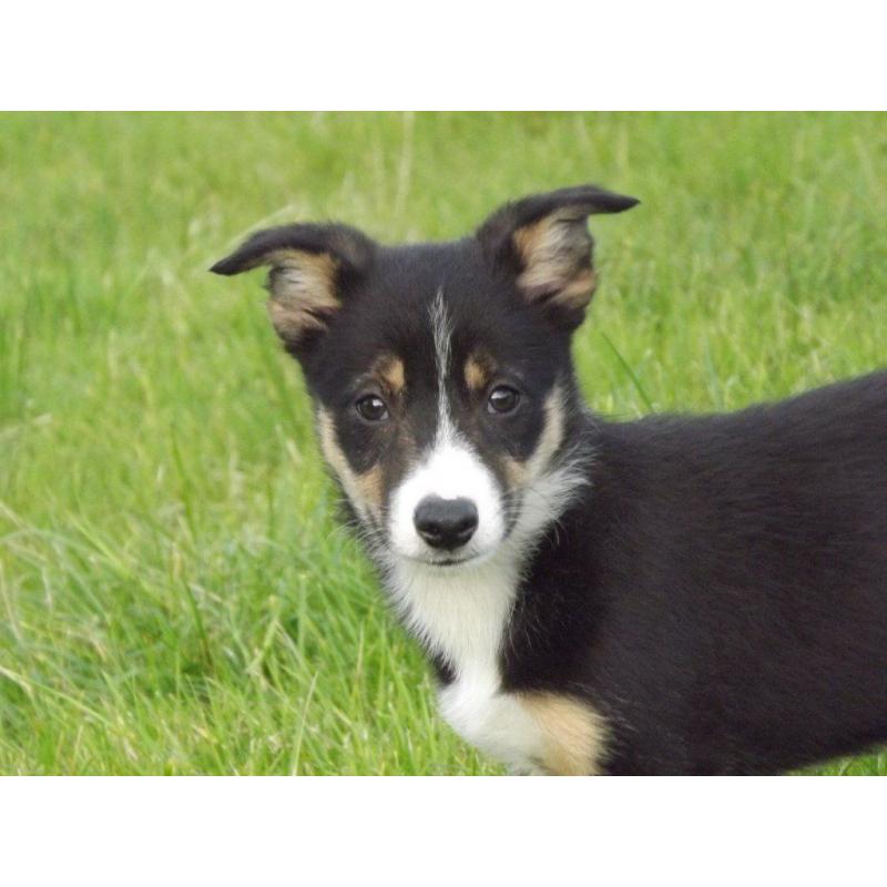 Black white and tan borer collies pups