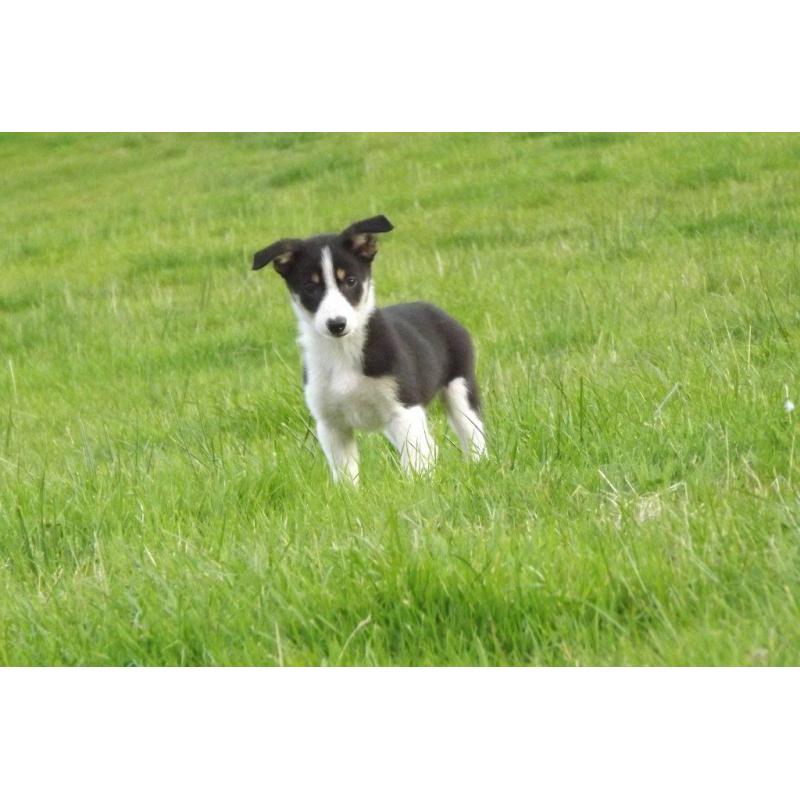 Black white and tan borer collies pups