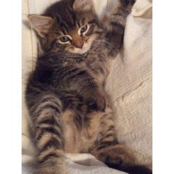 Beautiful Bengal and Ragdoll mixed kittens