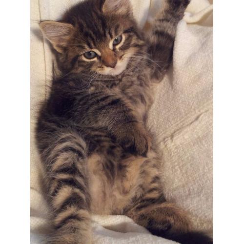 Beautiful Bengal and Ragdoll mixed kittens