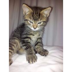 Beautiful Bengal and Ragdoll mixed kittens