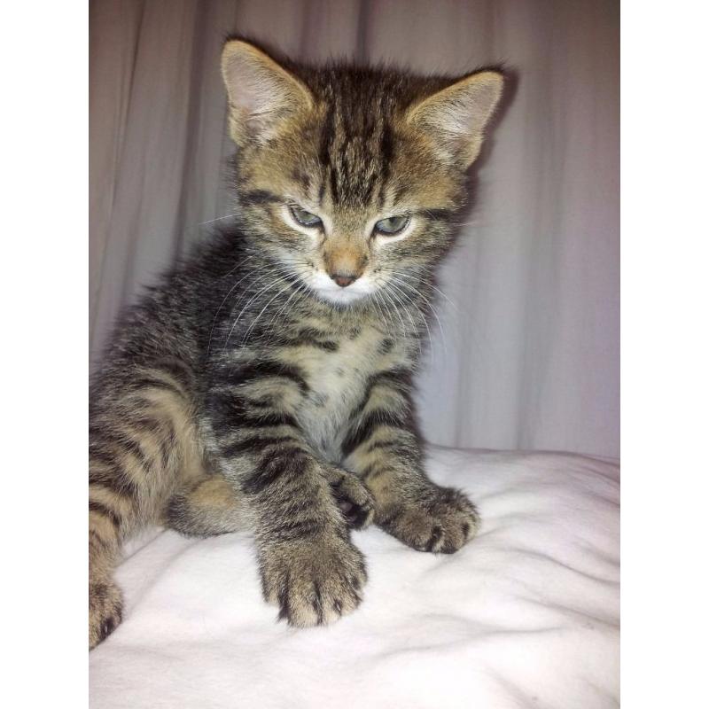 Beautiful Bengal and Ragdoll mixed kittens