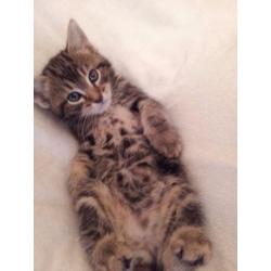 Beautiful Bengal and Ragdoll mixed kittens