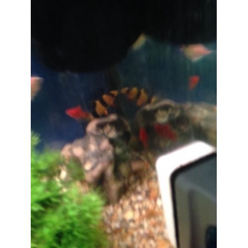 Around 15 fish for sale