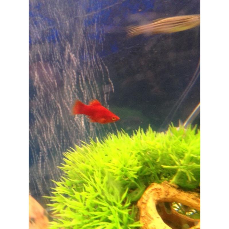 Around 15 fish for sale